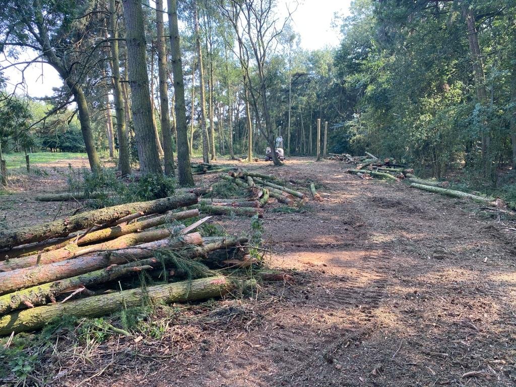 Tree Clearance